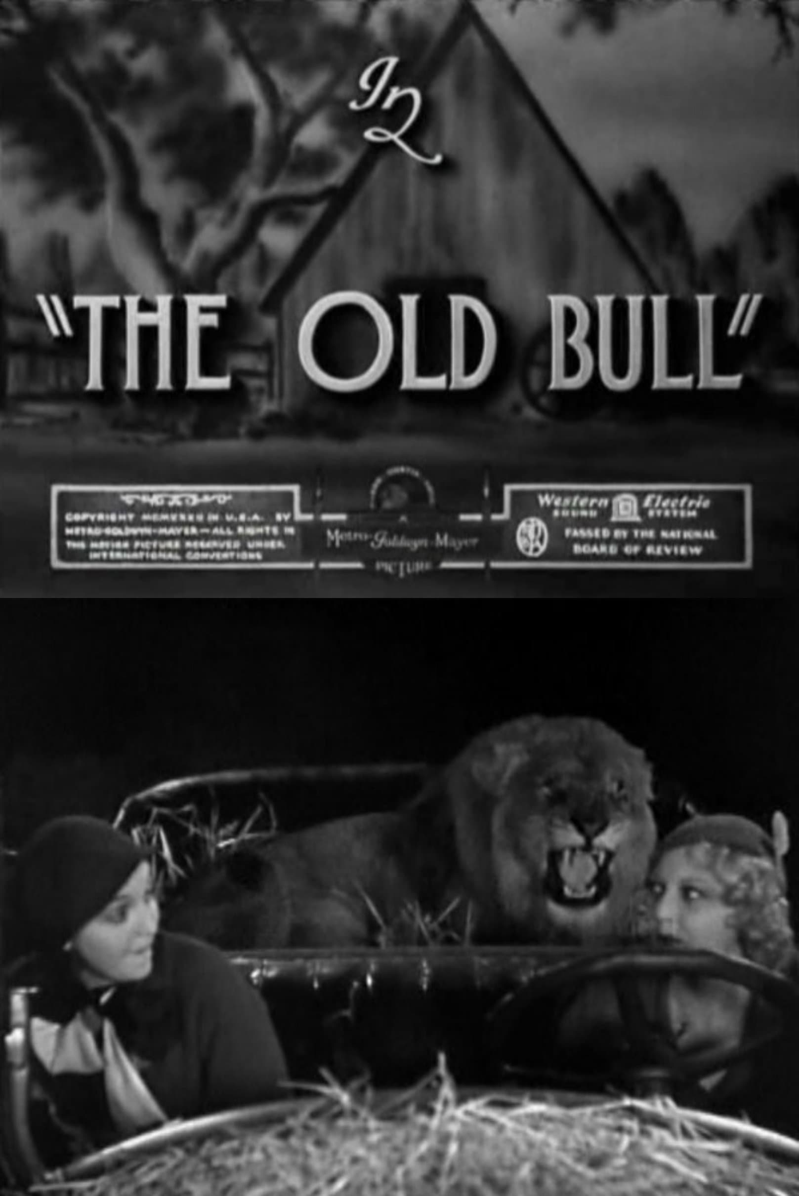 The Old Bull poster