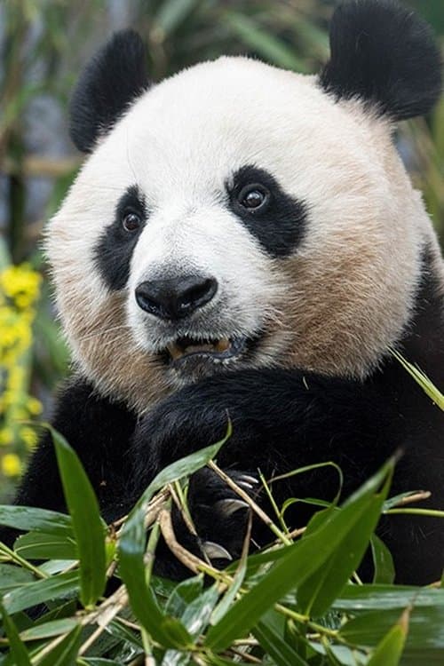 Ai Bao photo