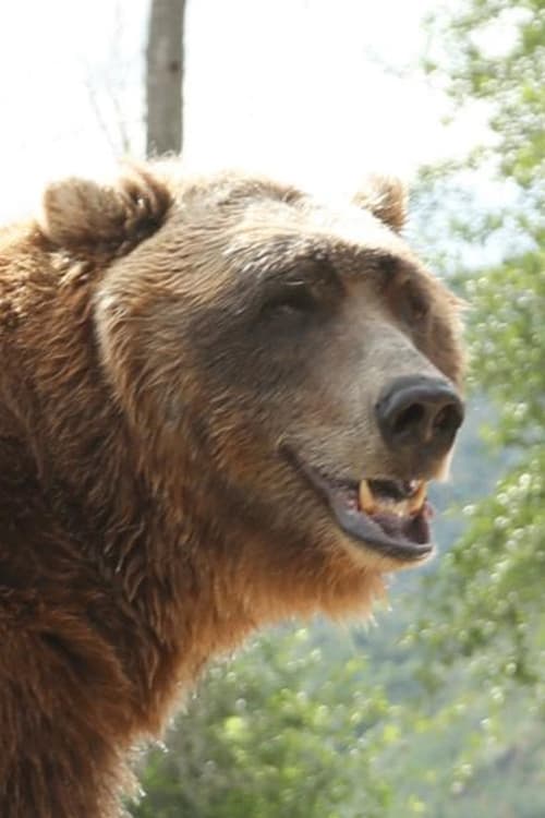 Bart the Bear photo