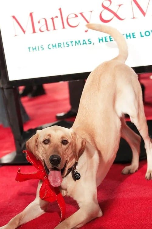 Clyde the Dog photo
