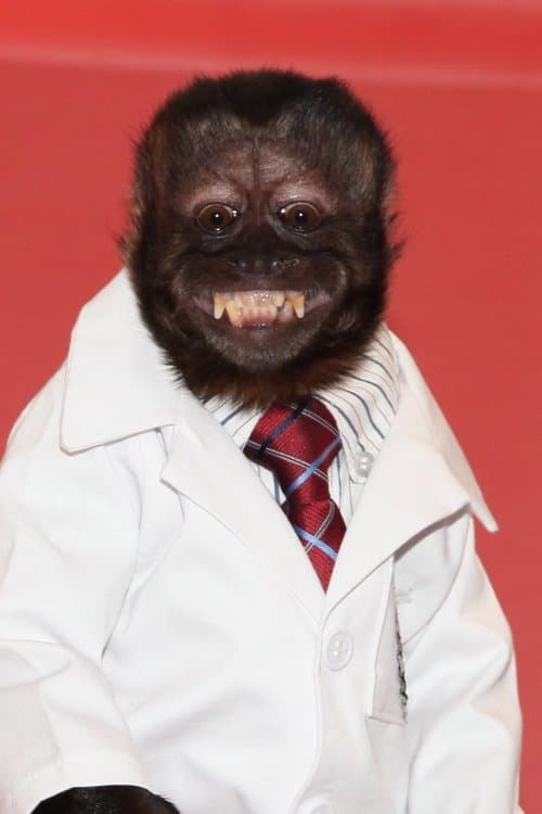 Crystal the Monkey photo