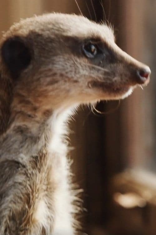 Elvis the Meerkat photo