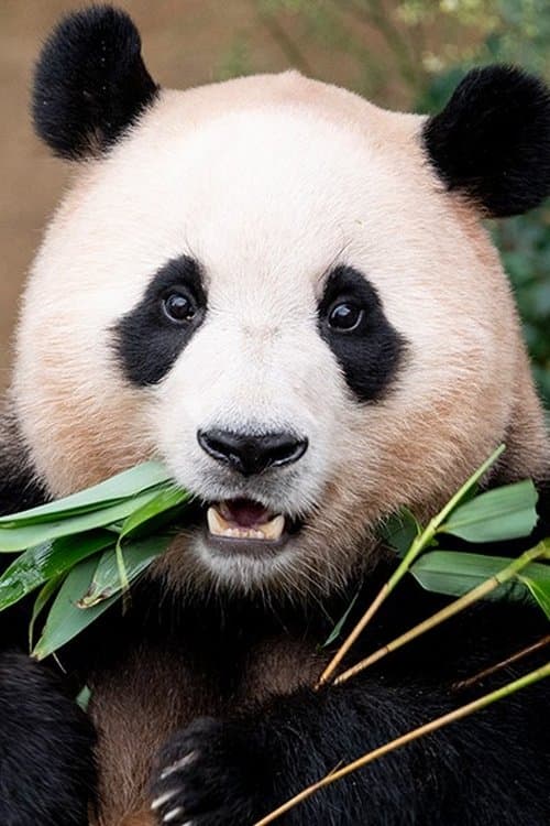 Fu Bao photo