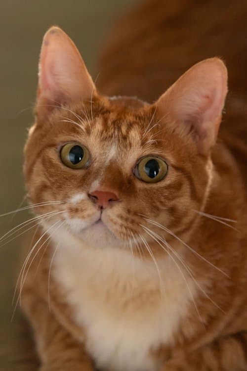Geumdong-i photo