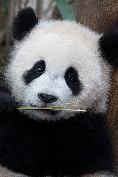Hui Bao photo