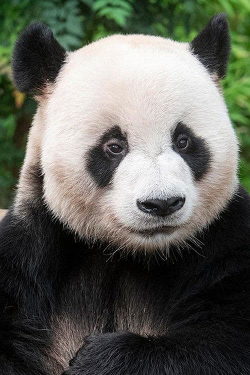 Le Bao photo