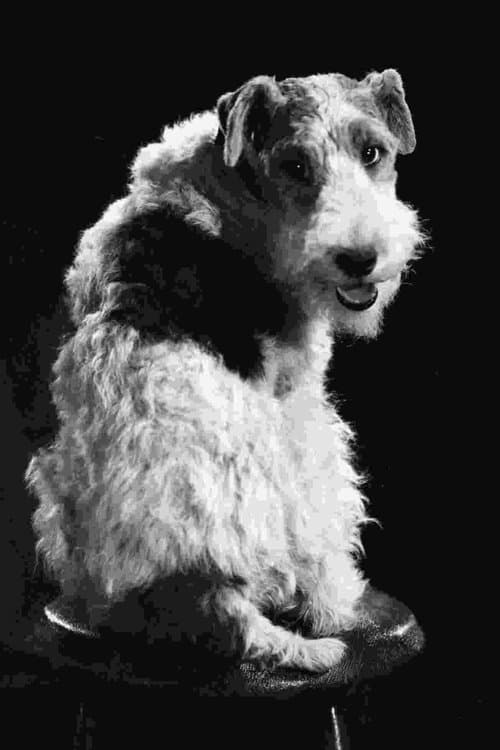 Skippy photo