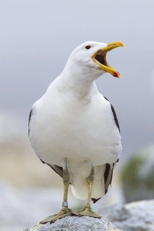 Sully Seagull photo