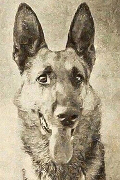 Thunder the Dog photo