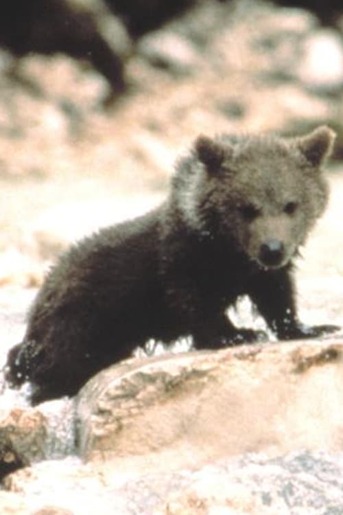 Youk the Bear photo